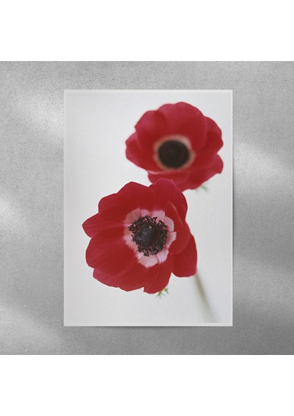 Gelincik Posteri 50X70 cm