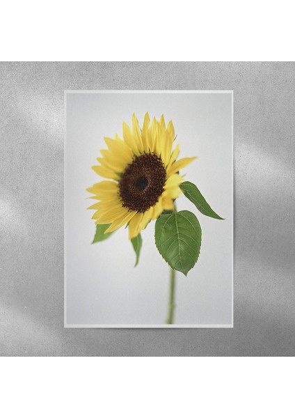 Ay Çiçeği Posteri 50X70 cm