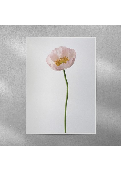 Gelincik Posteri 50X70 cm
