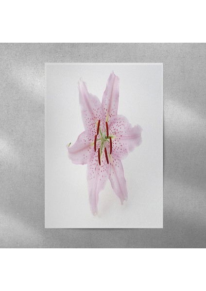 Zambak Posteri 35X50 cm