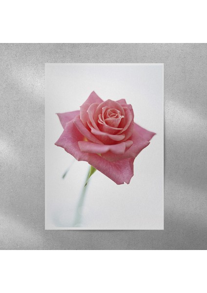 Pembe Gül Posteri 35X50 cm