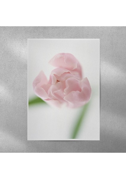 Lale Posteri 35X50 cm