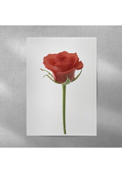 Gül Posteri 35X50 cm