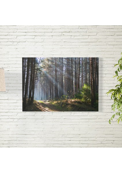 Orman Posteri 50X70 cm