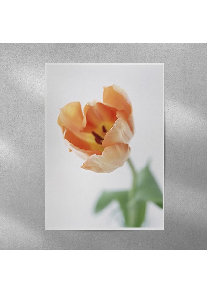 Lale Posteri 50X70 cm