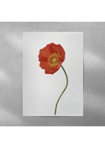 Gelincik Posteri 50X70 cm