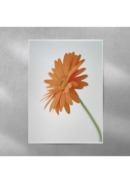 Sarı Alman Papatyası Posteri 35X50 cm