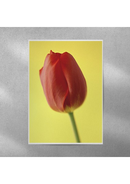 Lale Posteri 35X50 cm