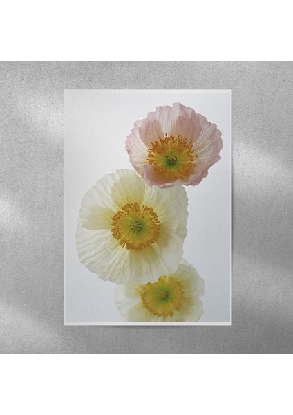 Gelincik Posteri 35X50 cm