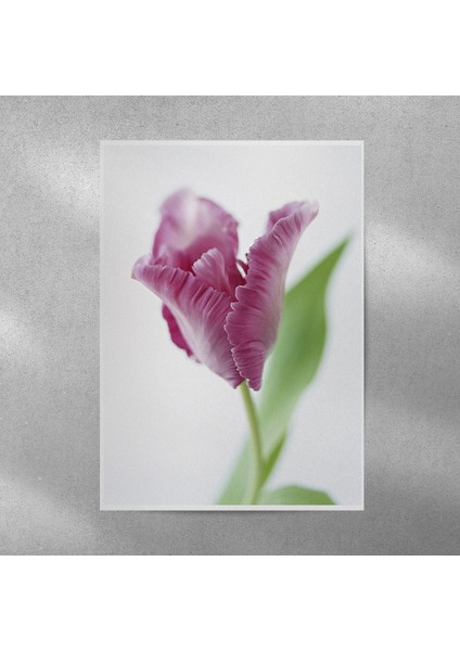 Lale Posteri 35X50 cm