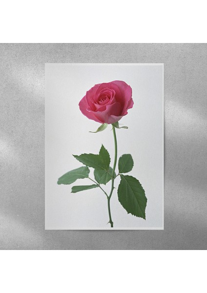 Gül Posteri 35X50 cm
