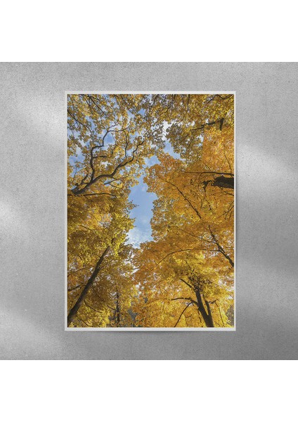 Ağaçlar Posteri 50X70 cm