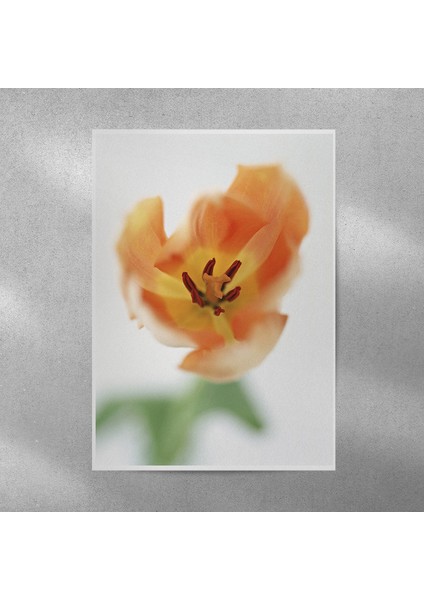 Lale Posteri 35X50 cm