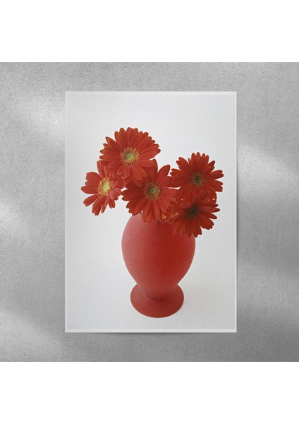 Kırmızı Alman Papatyası Posteri 50X70 cm