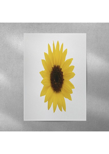 Ay Çiçeği Posteri 35X50 cm