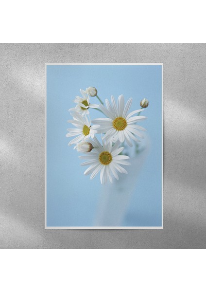 Beyaz Alman Papatyaları Posteri 35X50 cm