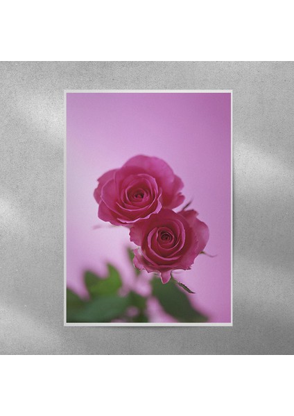 Gül Posteri 35X50 cm