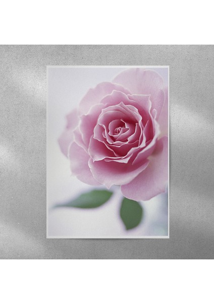 Pembe Gül Posteri 35X50 cm
