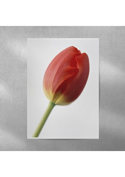 Lale Posteri 50X70 cm