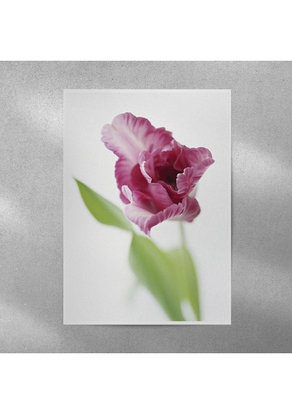 Lale Posteri 50X70 cm