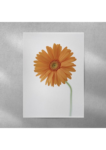 Sarı Alman Papatyası Posteri 50X70 cm