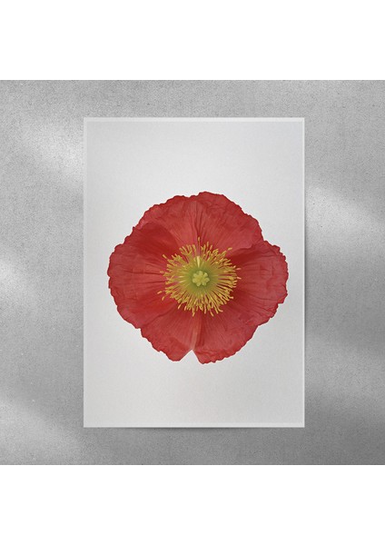 Gelincik Posteri 35X50 cm