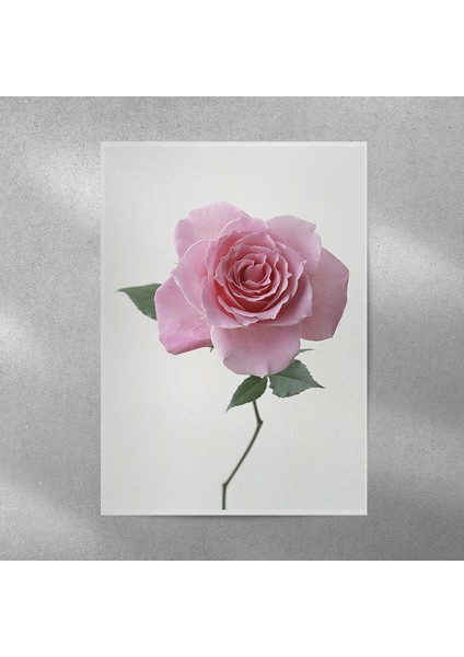Pembe Gül Posteri 35X50 cm