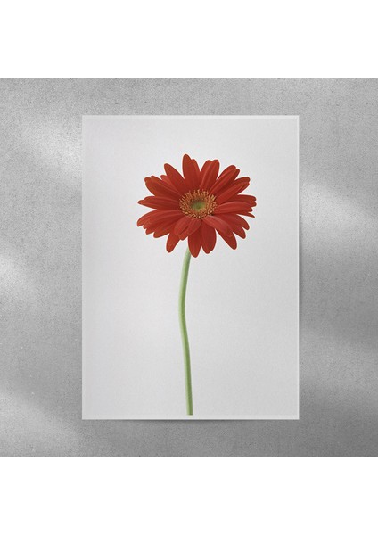 Kırmızı Alman Papatyası Posteri 50X70 cm