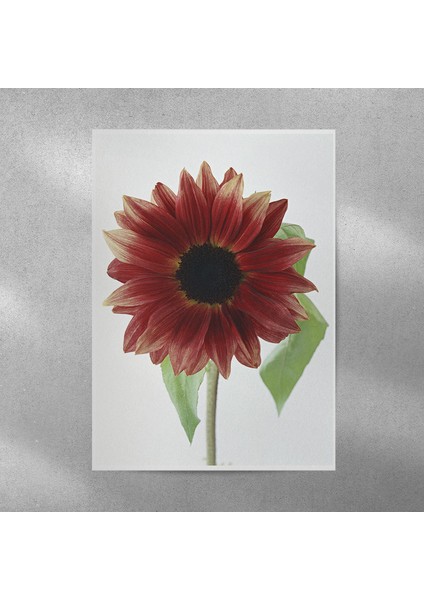 Kırmızı Alman Papatyası Posteri 35X50 cm