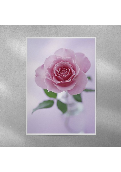 Pembe Gül Posteri 35X50 cm