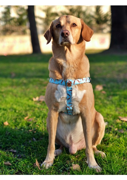 Tigerfly Köpek Göğüs Tasması