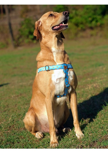 Goldie Köpek Göğüs Tasması