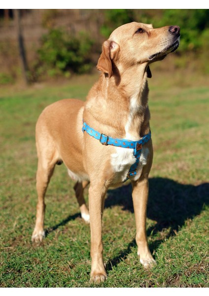 Goldie Köpek Göğüs Tasması