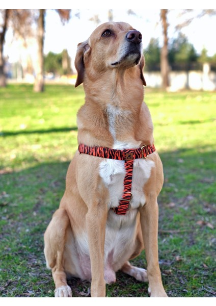 Tiger Köpek Göğüs Tasması