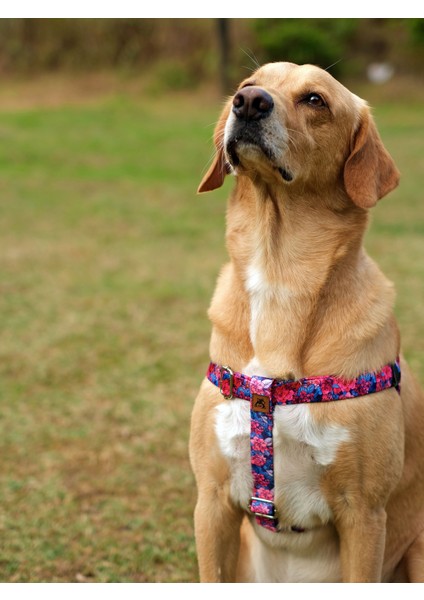 Lilac Köpek Göğüs Tasması