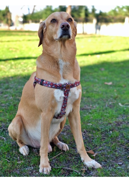 Muertos Köpek Göğüs Tasması