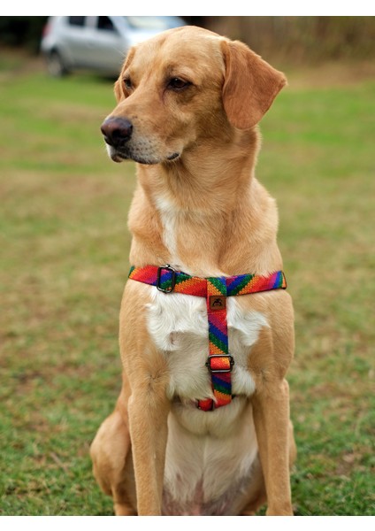 Rainbow Köpek Göğüs Tasması