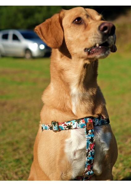 Palm Beach Köpek Göğüs Tasması