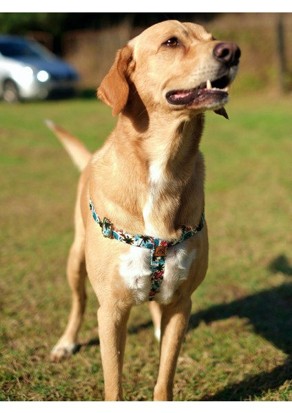 Palm Beach Köpek Göğüs Tasması