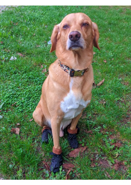 Pawty Yumuşak Köpek Ayakkabısı