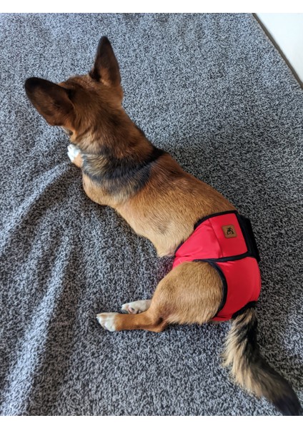 Dişi Köpek Regl ve Çiş Külodu Pedli Yıkanabilir