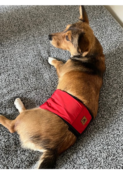 Erkek Köpek Ciş Bel Bandı Külot Pedli Yıkanabilir