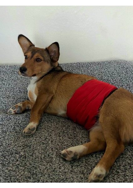 Erkek Köpek Ciş Bel Bandı Külot Pedli Yıkanabilir fırsatları