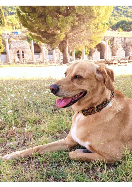 Camouflage Köpek Tasma Seti