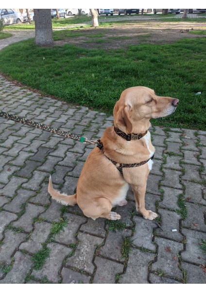 Camouflage Köpek Tasma Seti