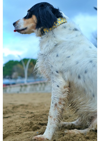 Lemona Köpek Tasma Seti