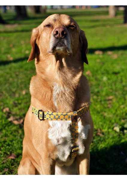 Lemona Köpek Tasma Seti