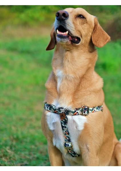 Toco Köpek Tasma Seti