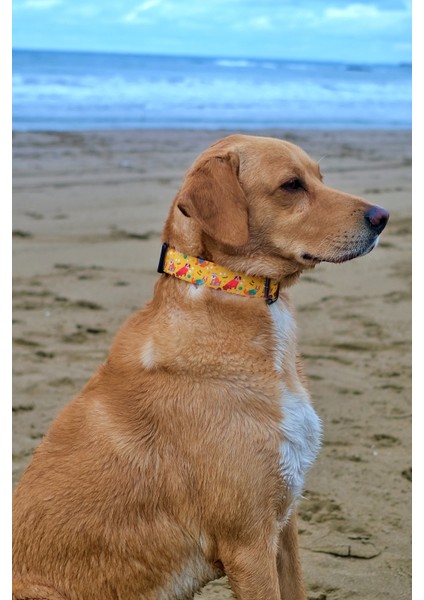Yellowdoggy Köpek Tasma Seti fiyatları