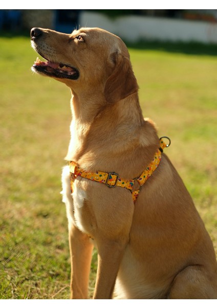 Yellowdoggy Köpek Tasma Seti modelleri